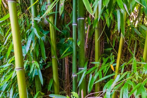 Cost of Bamboo Trimming in Scottsdale