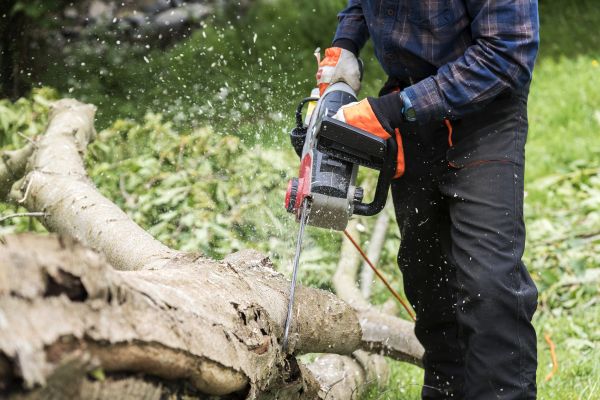 Cost of Branch Removal Service in Scottsdale
