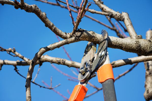 Residential Tree Service in Scottsdale