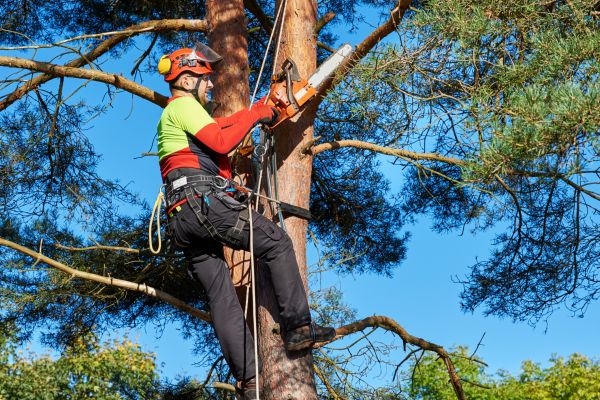 Tree Service in Scottsdale