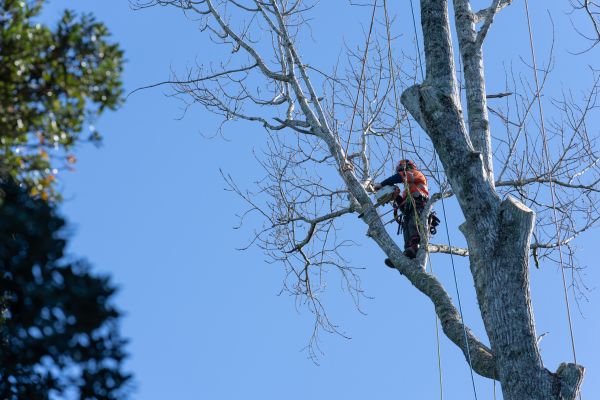 Cost of Tree Topping Service in Scottsdale