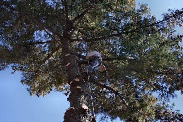 Cost of Trimming Service in Scottsdale