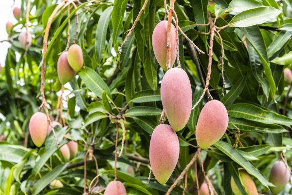 Cost of Mango Tree Trimming in Scottsdale