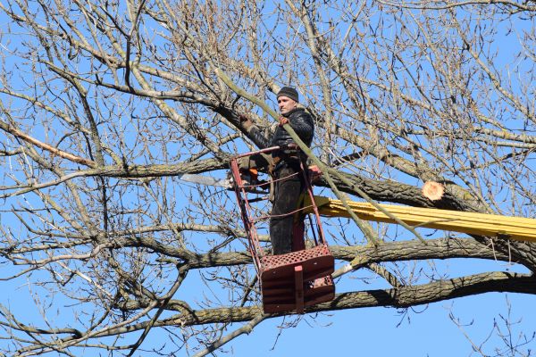 Cost of Emergency Tree Trimming in Scottsdale