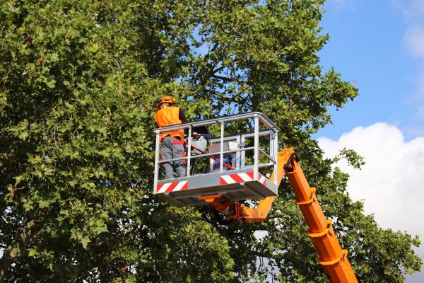 Commercial Tree Service in Scottsdale