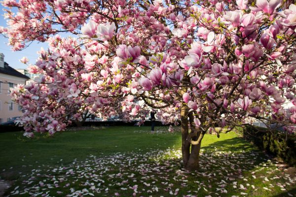 Cost of Magnolia Tree Pruning in Scottsdale