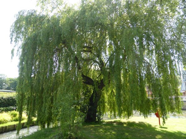 Cost of Willow Tree Trimming in Scottsdale