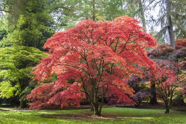 Japanese Maple Pruning in Scottsdale