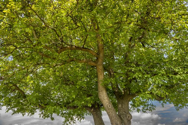 Cost of Walnut Tree Trimming in Scottsdale