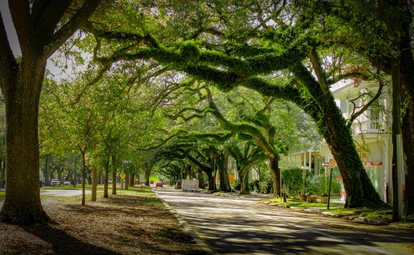 Cost of Tree Canopy Thinning in Scottsdale