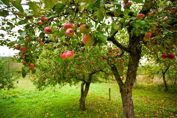 Cost of Apple Tree Pruning in Scottsdale