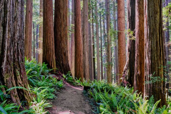 Cost of Redwood Tree Trimming in Scottsdale