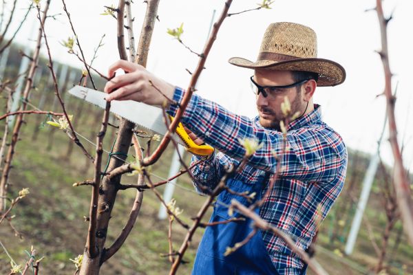 Cost of Orchard Tree Pruning in Scottsdale