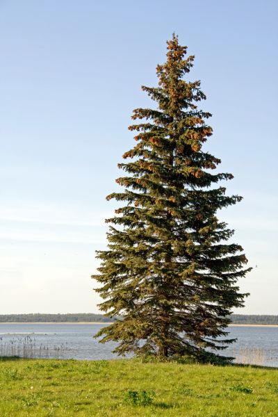 Cost of Spruce Tree Pruning in Scottsdale