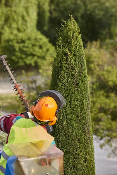 Cost of Cypress Tree Trimming in Scottsdale