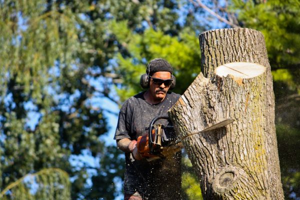 Cost of Ash Tree Pruning in Scottsdale