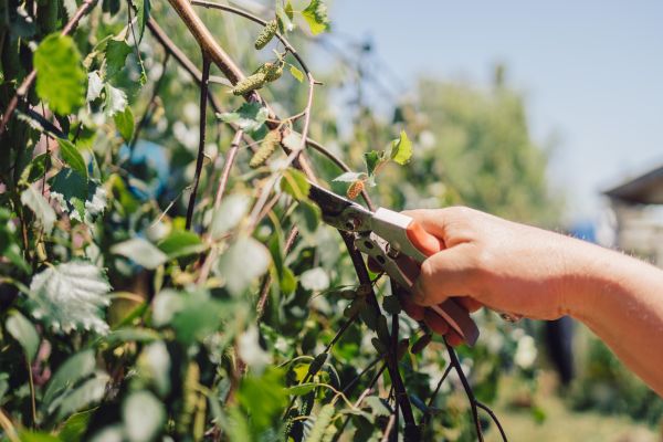 Cost of Birch Tree Pruning in Scottsdale