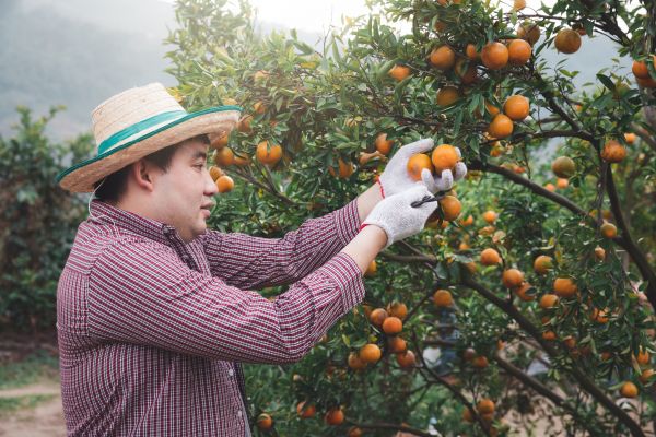 Cost of Orange Tree Pruning in Scottsdale