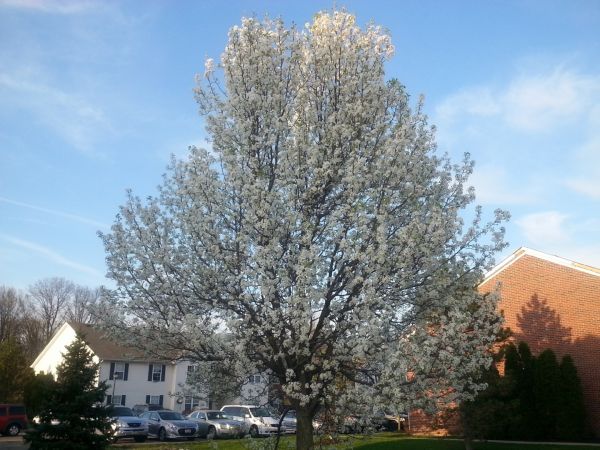 Cost of Bradford Pear Tree Pruning in Scottsdale