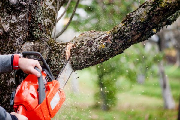 Cost of Branch Cutting Service in Scottsdale
