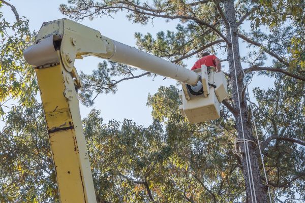 Cost of Limbs Trimming in Scottsdale