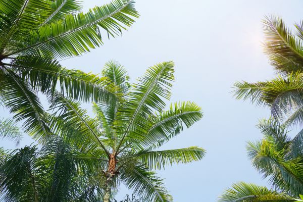Cost of Queen Palm Tree Trimming in Scottsdale