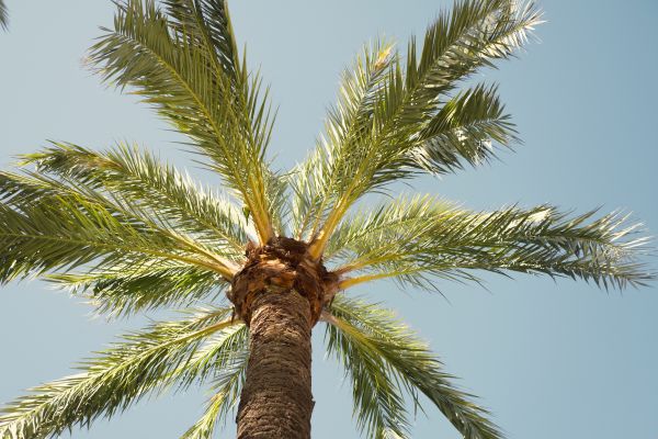 Cost of Queen Palm Pruning in Scottsdale