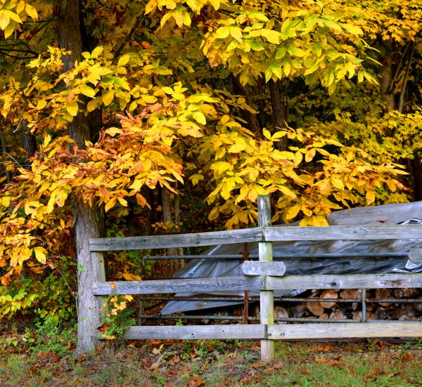 Cost of Hickory Tree Pruning in Scottsdale