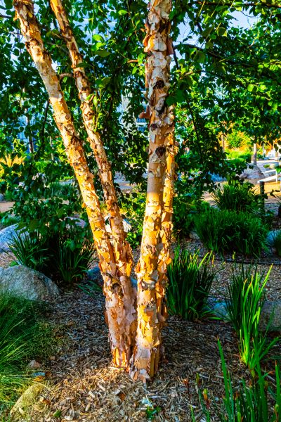 Cost of River Birch Trimming in Scottsdale
