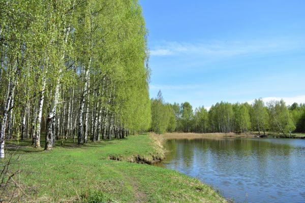 Cost of River Birch Pruning in Scottsdale