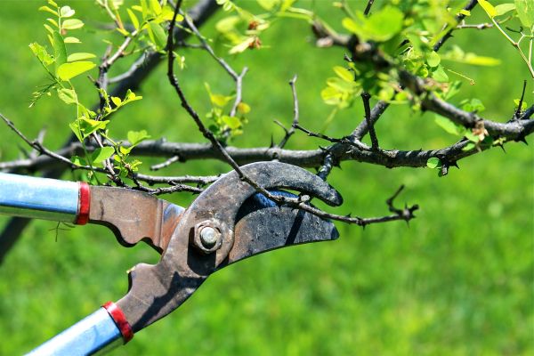 Cost of Branches Pruning in Scottsdale