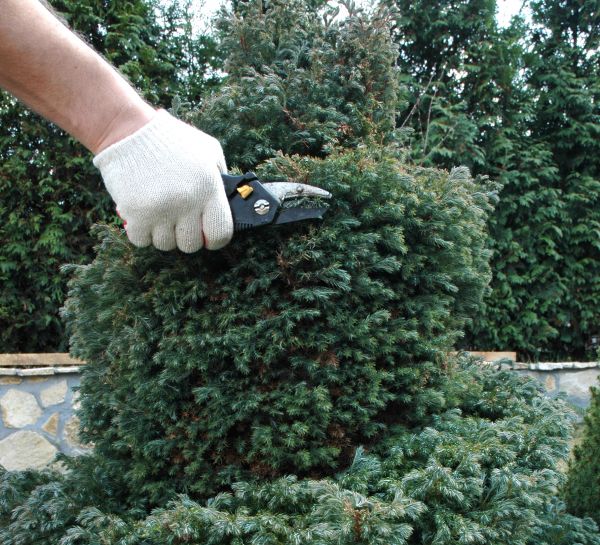 Cost of Ornamental Tree Trimming in Scottsdale
