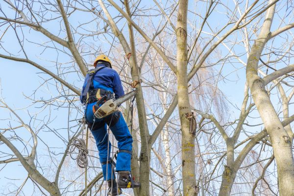 Cost of Large Tree Trimming in Scottsdale