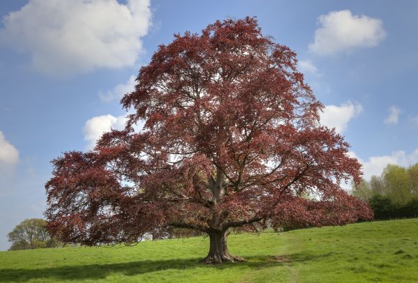 Cost of Beech Tree Pruning in Scottsdale