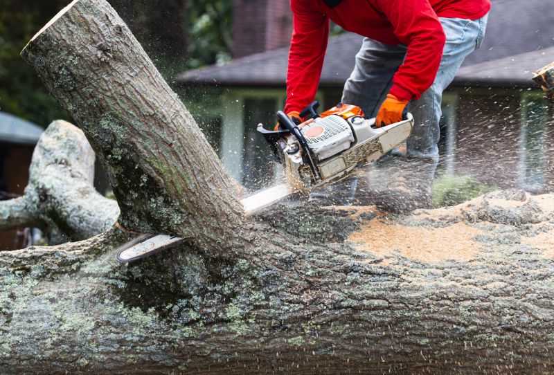 Equipment Used for Tree Removal
