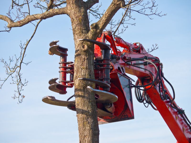 Large Tree Being Removed