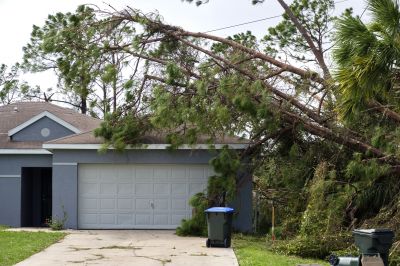 Storm Damage Tree Fall