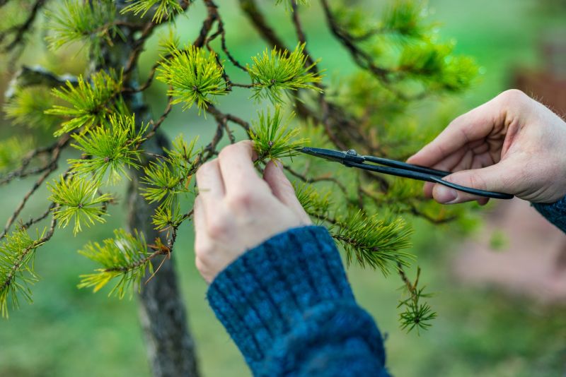 Japanese Maple Pruning