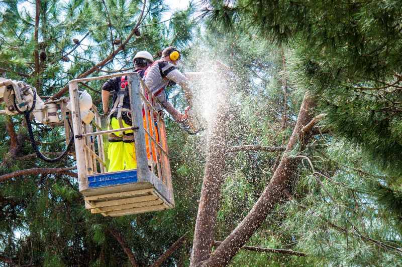 Pine Tree Trimming