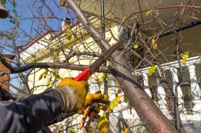 Seasonal Tree Care